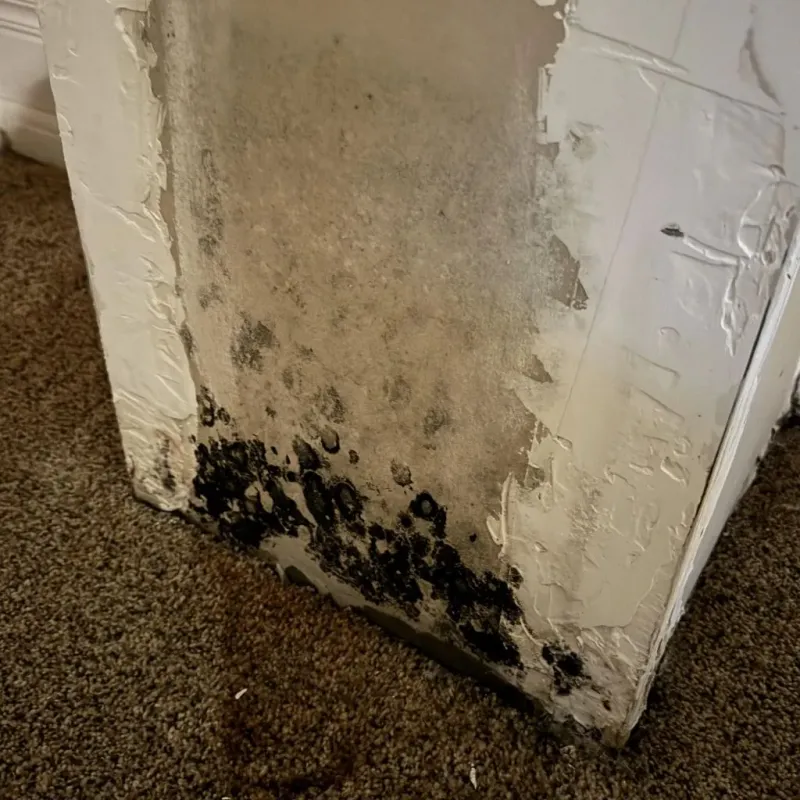 Professional Mold Removal in Windsor, NC
